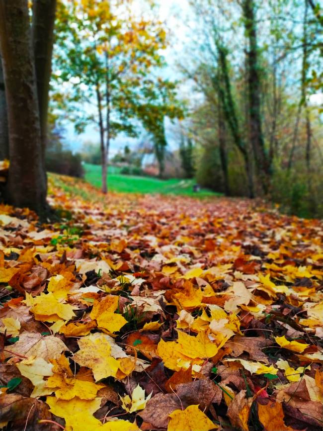 Tapis de feuilles d'automne
